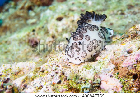 Dotted Nudibranch (Jorunna Funebris) in Anilao, Batangas, Philippines. Jorunna Funebris Diving pictures of popular underwater slugs. Big diving attraction in the Philippines diving community.