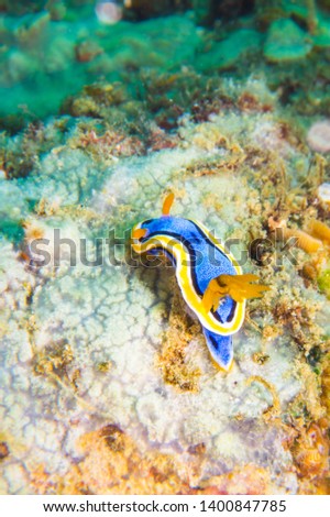 Blue and yellow nudibranch (Anna's Chromodoris, Chromodoris Annae) in Anilao, Batangas, Philippines. Diving pictures of popular underwater slugs. 