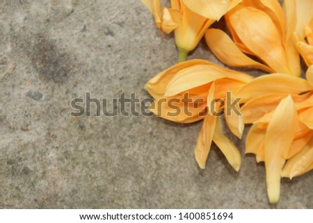 Abstract picture style of colorful Magnolia champaca or Champak flowers on concrete cement floor.