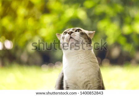 Portrait of Funny domestic cat in the garden. Blurred background . 