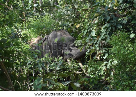 tusk elephant spotted in jim corbett national park