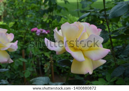 Pink and yellow roses flowers.