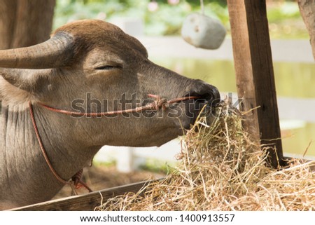 Buffalo eating grass in the farm