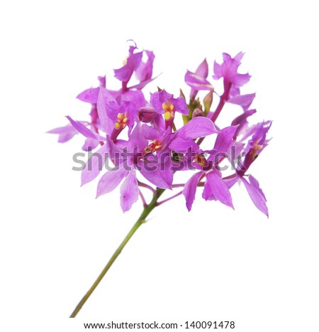 Image of orchid flower isolated