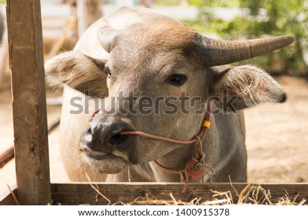 Buffalo in the farm. Thai farm