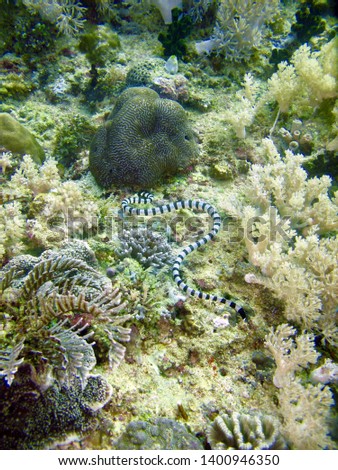 Sea Krait, Black and white snake underwater