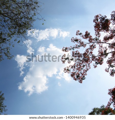 Green tree background with sky with white clouds
