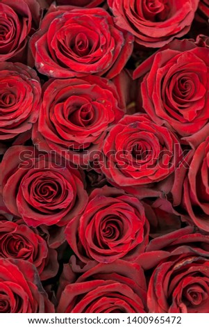 Red roses background. Fresh red and burgundy roses. Red rose buds. vertical photo