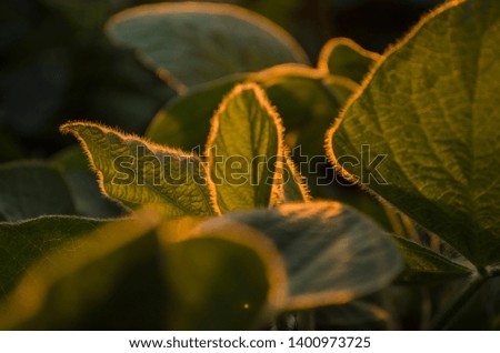 Soy leaves in the evening light. Beautiful light stroke leaf.