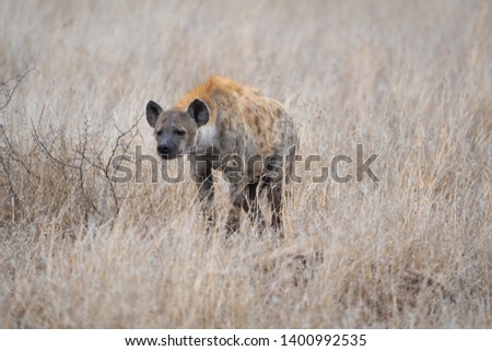 A spotted hyena roams the high and dry grass of the African savannah in the Kruger National Park in South Africa.