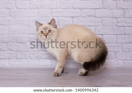 Scottish Fold kitten on a light isolated background