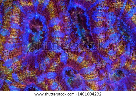 This is a rainbow Acanthastrea with its sweeper tentacles out.  Royalty-Free Stock Photo #1401004292