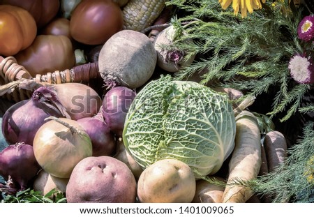 A variety of vegetables: tomatoes, potatoes, carrots, cabbage, parsley, onions, beets corn submitted for sale at the fair