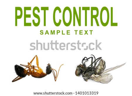 Dead fly, ant and words PEST CONTROL isolated on a white background. Concept of pest control