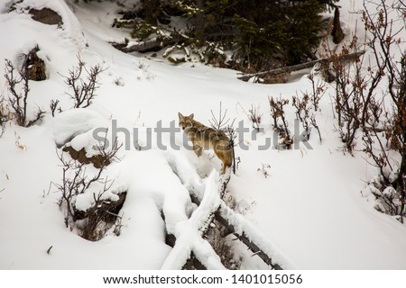 Coyote in the snow, Yellowstone National Park 2019