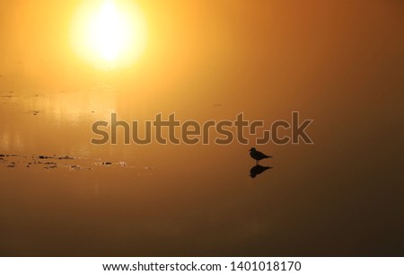 Flying bird in the sunset over the water in Australia