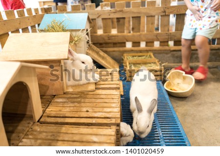 Close up gray and white baby rabbits isolated on a coffee cafe background for children to feed animals. Short hair adorable baby rabbit, Beautiful easter bunny rabbit use for easter holiday concept
