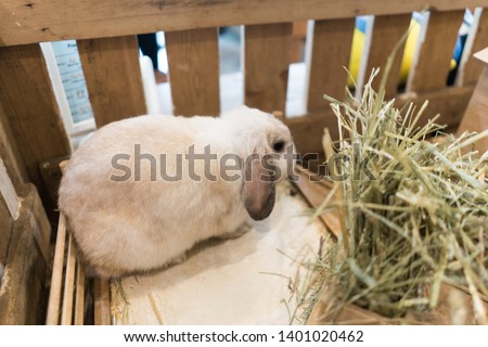 Close up gray and white baby rabbits isolated on a coffee cafe background for children to feed animals. Short hair adorable baby rabbit, Beautiful easter bunny rabbit use for easter holiday concept