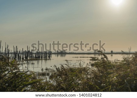 Dead forest and trees on the Island of Usedom in Germany
