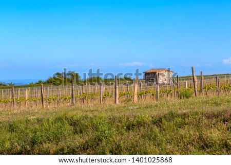 Wooden poles with stretched metal wire support the vineyard lit by evening light. Medieval shed on the field. Blue sky. Art photo. Copy space. Vibrant toned image. 