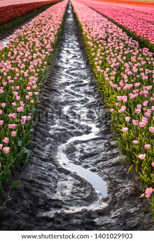 In late April through early May, the tulip fields in the Netherlands colourfully burst into full bloom. Fortunately, there are hundreds of flower fields dotted throughout the Dutch countryside