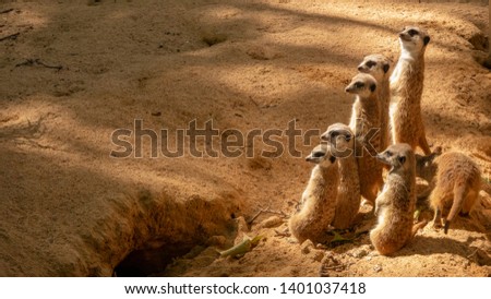 Group of funny meerkats (surikate) in the zoo.