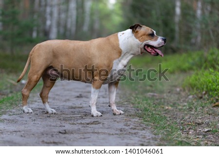 Amstaff is playing in the forest in a sunny spring day. The dog poses for the picture.