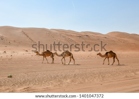 Camel in Wahiba Sands Oman Royalty-Free Stock Photo #1401047372