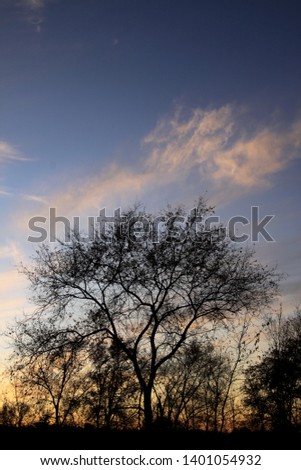 Silhouette of Beautiful Tree in Evening Dark Blue Sky Clouds - Stearns Park Saint Cloud MN Minnesota