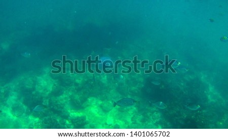 Seafish swimming in the deep water sea, beautiful sea life picture.