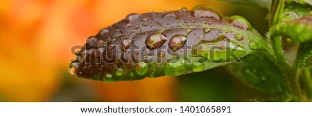 Leaf of a rhododendron bush after rainfall 