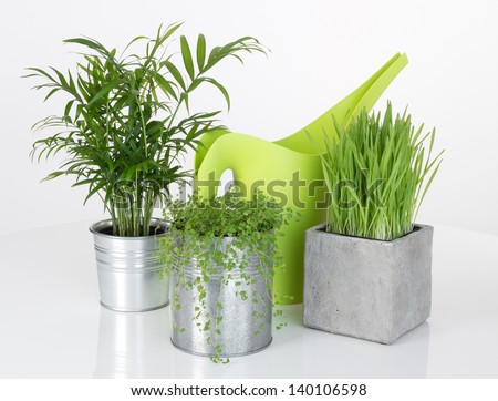 Beautiful plants and green watering can, on white background.