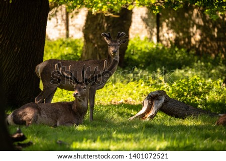 Red Deer in Forest, Wildlife, UK