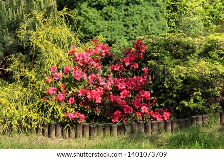 rhodondron bush in blossom in a garden