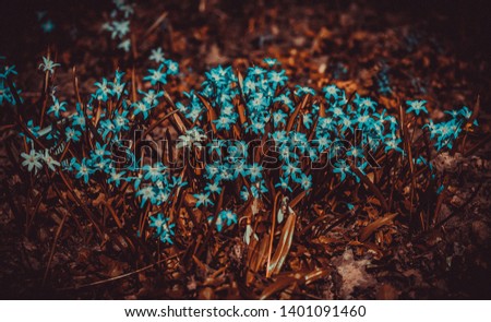 Chionodoxa, known as glory-of-the-snow. Photo in abstract processing. Blue flowers on a red-brown background.