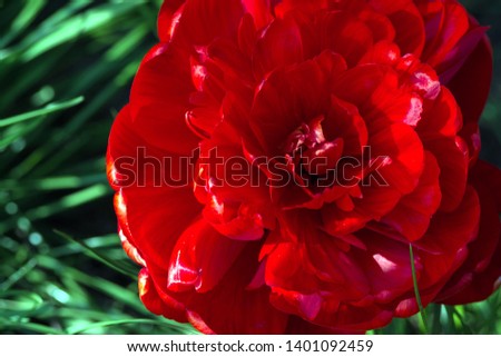 A large red peony tulip (Tulipa) adorns the flower bed in the garden. Many petals in one flower. Close-up.