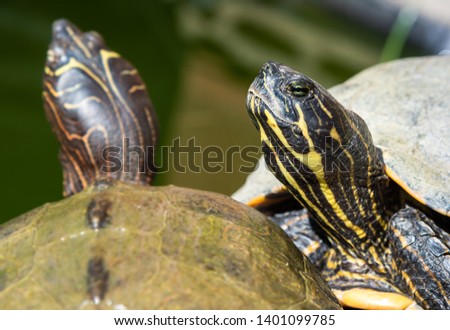 Close up of the Freshwater turtle outside pond warming in the sun.