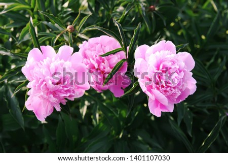 Tea in country style in summer garden in the village. Two cups of hot black tea on wooden tray and blooming pink peony flowers in sunlight.