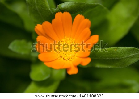 Calendula flower closeup macro green background nature