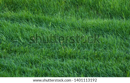 Green grass natural background image.