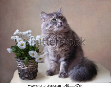 Still life with daisy flowers and adorable gray kitty