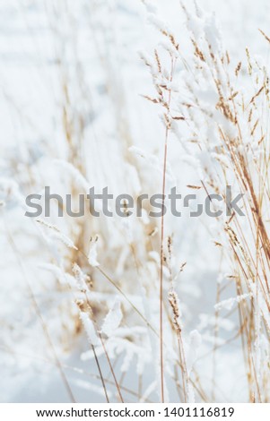 Meadow Fescue in the snow, Aviators Park, St. Petersburg, Russia