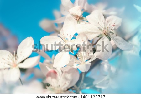 White flowers blossom. Spring nature