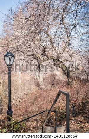 Path to Central Park Lake through leafless branches of bushes at the end of winter in NY