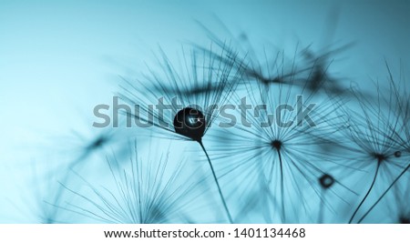 Dandelion seeds macro closeup with a drop of water, dew on a clear blue sky background in the sunlight. Allegory of purity and lightness.