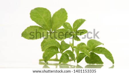 Acanthopanax trifoliatus,green leaves on white background.