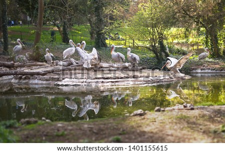 Animals. Nature. Pelicans around pond in a sunny day.