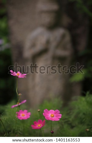 Brilliant cosmos flowers that bloomed before the stone statue
