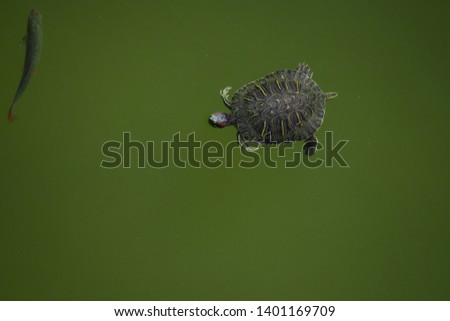 Aerial close up view of turtle and fish swimming together in the green water of a lake