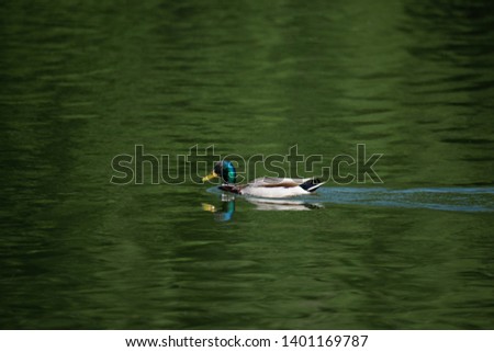 Single male duck swimming in the middle of a green lake